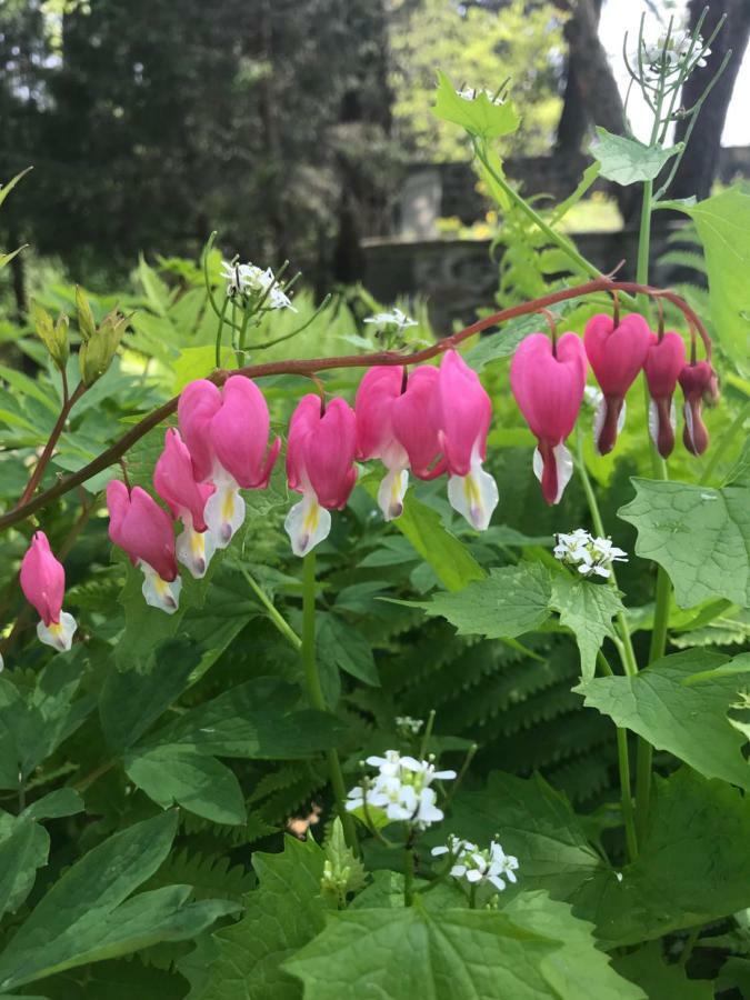 Bed and Breakfast Wild Wisteria Chadds Ford Exterior foto
