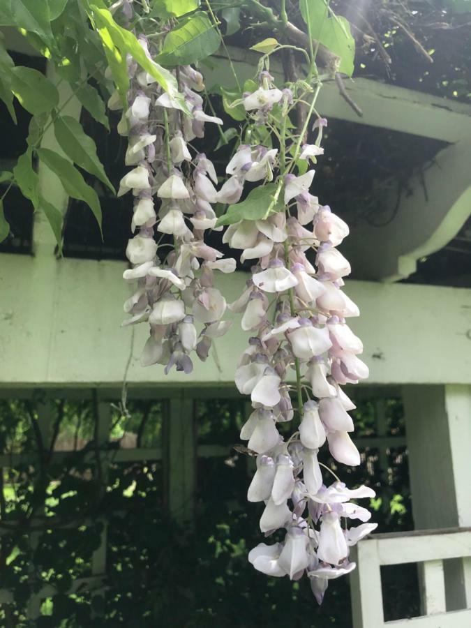 Bed and Breakfast Wild Wisteria Chadds Ford Exterior foto